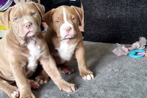 Cute Mixed Breed For Sale