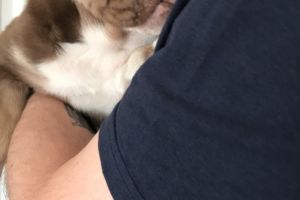English/British Tan and Lilac Bulldog puppy for sale