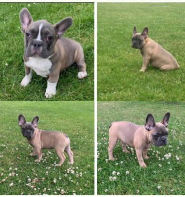 French Bulldog For Sale