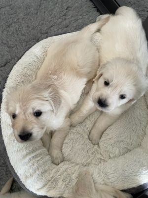 KC registered golden retriever puppies ready to be reserved now | UKPets