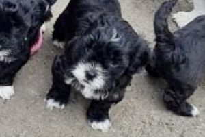 Lhasa Apso For Sale