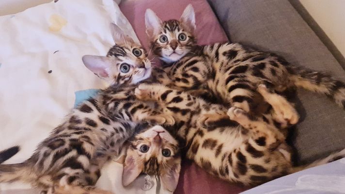 Bengal For Sale