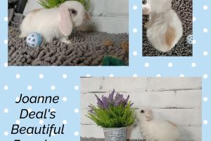 Pure bred mini lop rabbits 1x boy