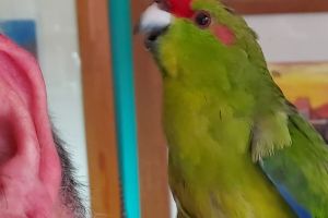 Parakeet For Sale in the UK
