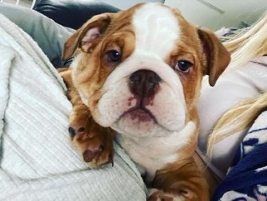 Cute English Bulldog For Sale