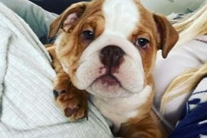 Beautiful English bulldog puppy’s for sale