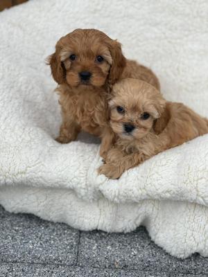 Beautiful Cavapoo puppies for sale | UKPets