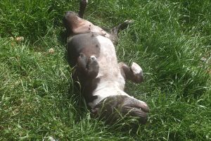 Staffordshire Bull Terrier for Rehoming