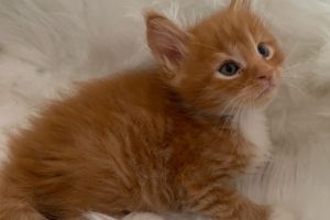 Maine Coon For Sale in Great Britain
