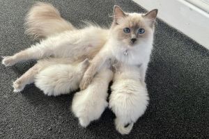 Ragdoll for Rehoming