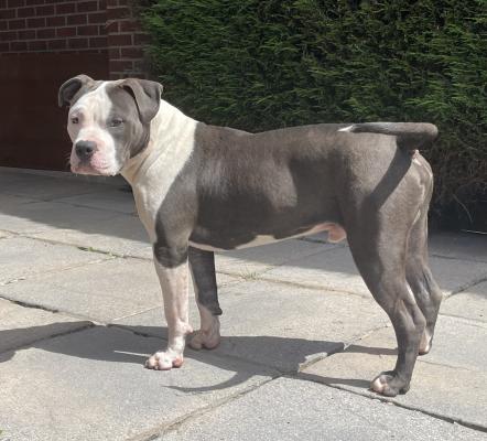 American bully hot sale 8 months