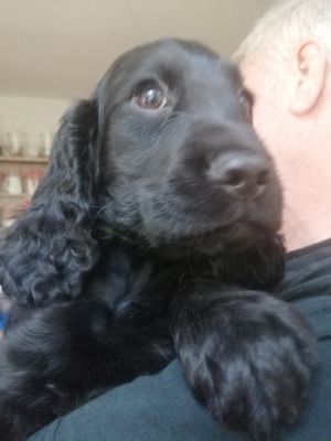 3 Beautiful Black Female Cocker Spaniel Puppies for Sale | UKPets