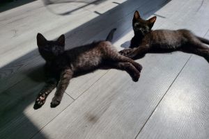 Beautiful kittens available now