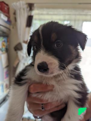 Border Collie For Sale in the UK