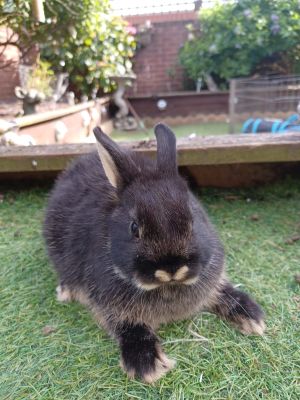 Netherland dwarfs | UKPets