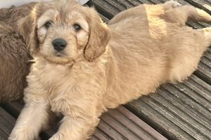 Available Goldendoodles
