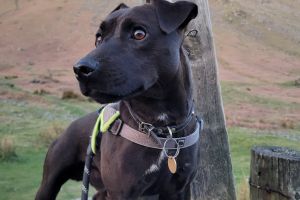 Patterdale Terrier for Rehoming