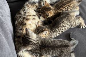 Three beautiful kittens for sale