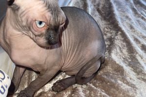 2 b sold together male and female sphynx for sale