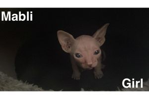Sphynxes for Rehoming