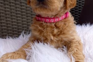 Goldendoodle For Sale in Lodon