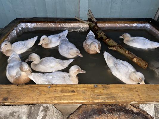 Duck Poultry Breed