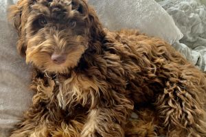 CHOCOLATE TAN F1  AT AT TESTED COCKAPOO AVAILABLE TO STUD