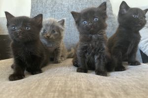 Half ragdoll kittens (currently 8 weeks)