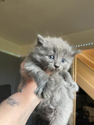 Russian blue x silver tabby for sale | UKPets