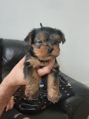 Yorkshire Terrier For Sale