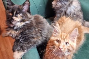 Maine Coon For Sale
