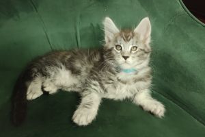 Available Maine Coons