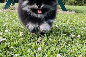 Pomeranian for Rehoming