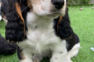 Basset Hound For Sale in Lodon
