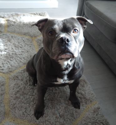 Blue Staffordshire Bull Terrier for stud | UKPets