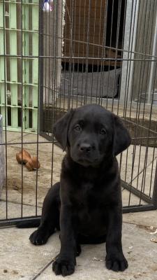 Cute Labrador Retriever For Sale