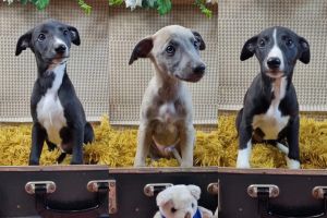 Whippets For Sale