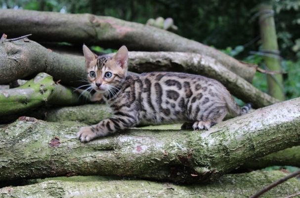 Bengal Cats Breed