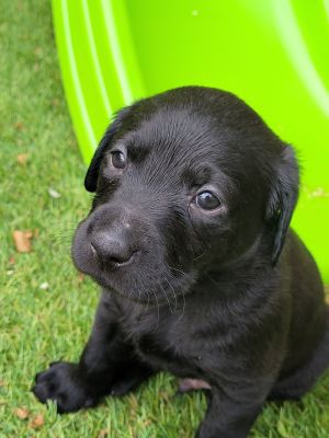 Labrador Retriever For Sale in Great Britain