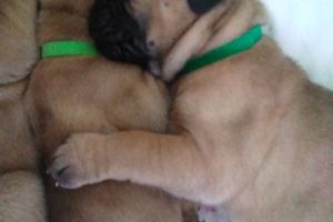 Bullmastif puppies for sale