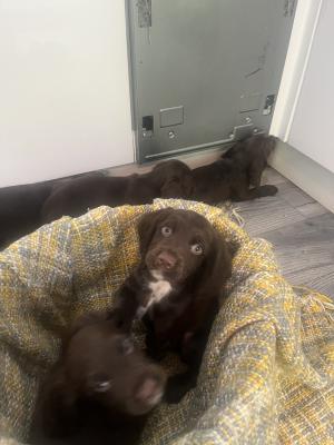 Cocker Spaniels for Rehoming