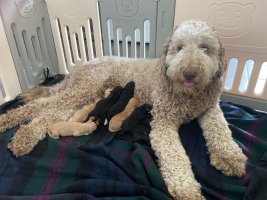 Labradoodle For Sale in Lodon
