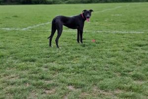 Labrador urgent! £200!