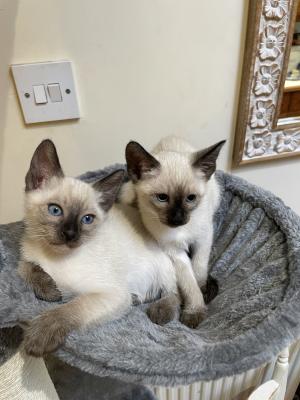 Siamese for Rehoming