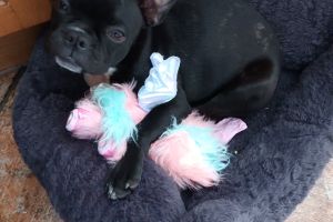Boston terrier Bug puppy for sale