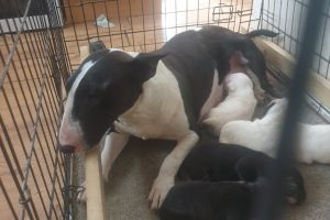 English Bull Terriers for Rehoming