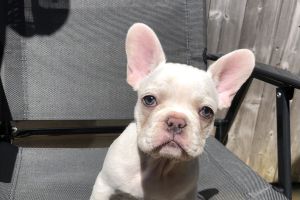 2 beautiful French bulldog puppies for sale