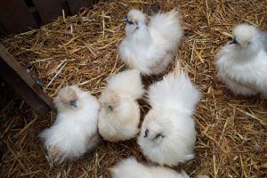 Chickens For Sale