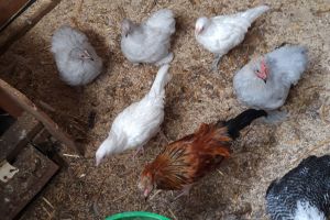 Chicken Poultry Breed