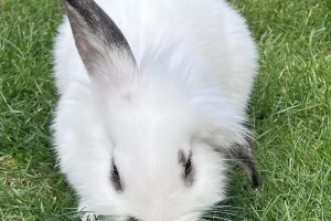 English Lop Online Listings